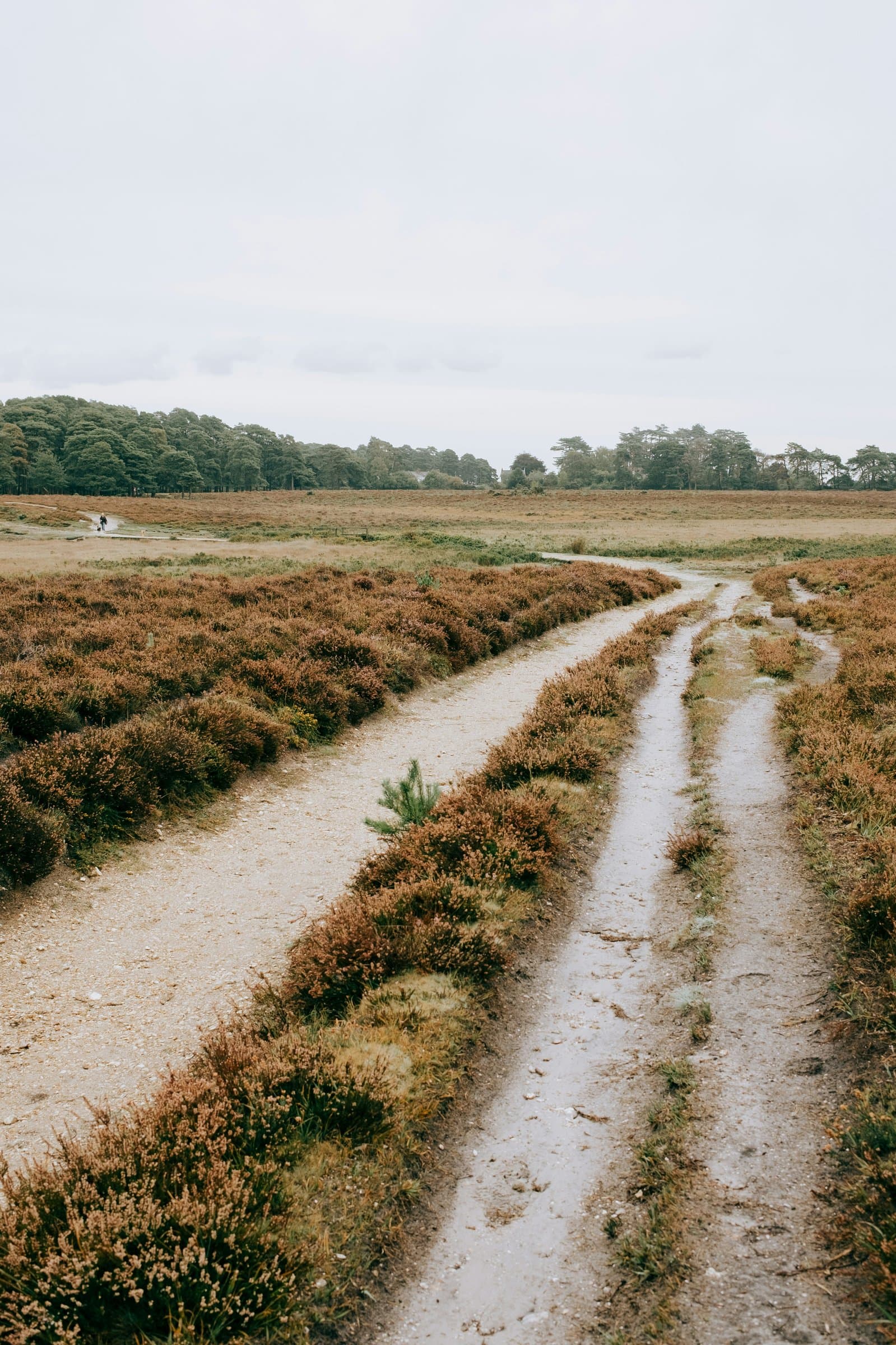 A fork in a natural trail, the power of choice