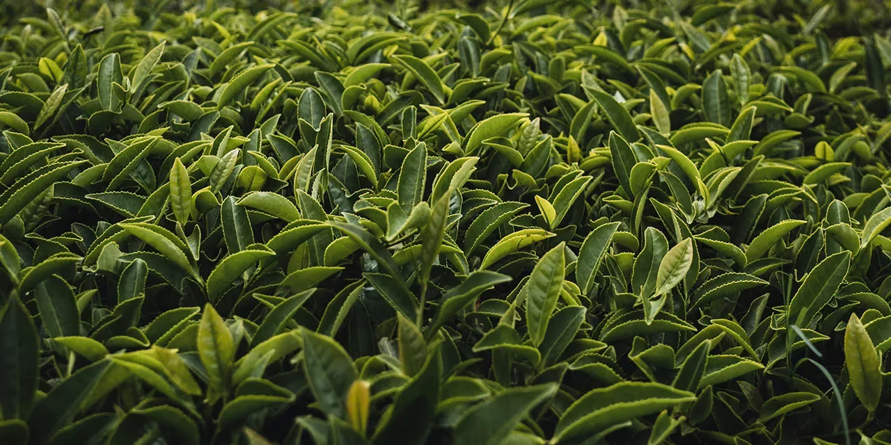 L-Theanine