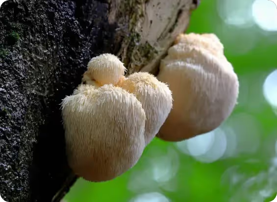 Lion's Mane Mushroom