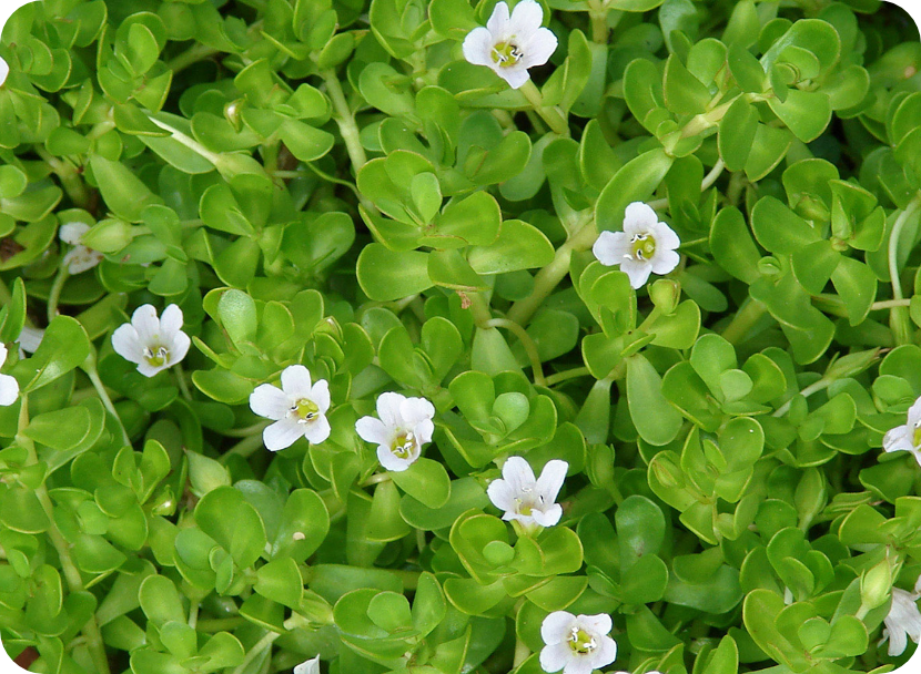 Bacopa Monnieri