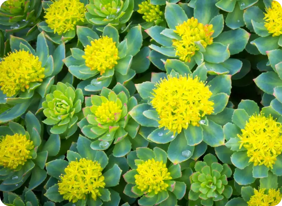 Rhodiola Rosea