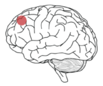 Graphic showing prefrontal cortex location on brain and representing nootropics benefits including transient hypofrontality