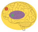 Graphic showing prefrontal cortex, amygdala, limbic system, and serotonergic system locations on brain and representing nootropics benefits including mood enhancement and regulation