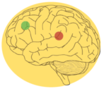 Graphic showing prefrontal cortex and basal ganglia locations on brain and representing nootropics benefits including neurotransmitter balance, synthesis, and regulation