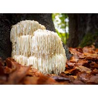Lion’s Mane Mushroom represents the largest input into FlowVeda's formula and is known as a medicinal mushroom with qualities that enhance neuroplasticity, neurological function, cognitive boosters with memory and concentration enhancements and fortifies the immune system.