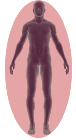Graphic of human body in red representing nootropics benefits including neuron health