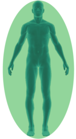 Graphic of human body in green resprenting nootropics benefits including enhancing the metabolism